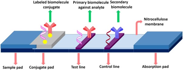 Lateral Flow Assay